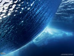 Tapeta National Geographic 711.jpg